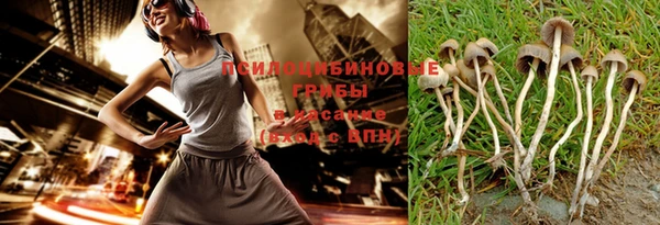 прущие грибы Великий Новгород
